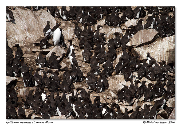 Guillemots marmettes<br>Common Mures