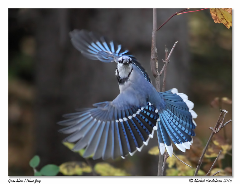 Geai bleu<br/>Blue Jay