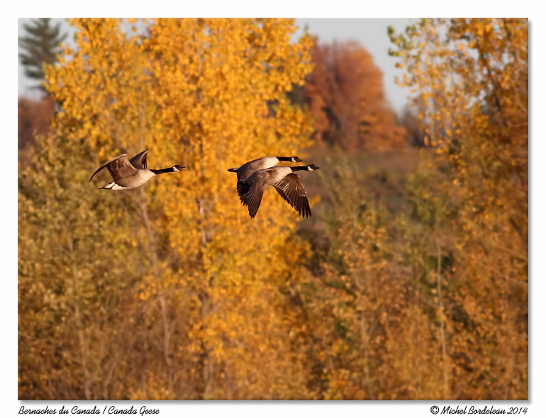 Bernaches du Canada<br/>Canada Geese