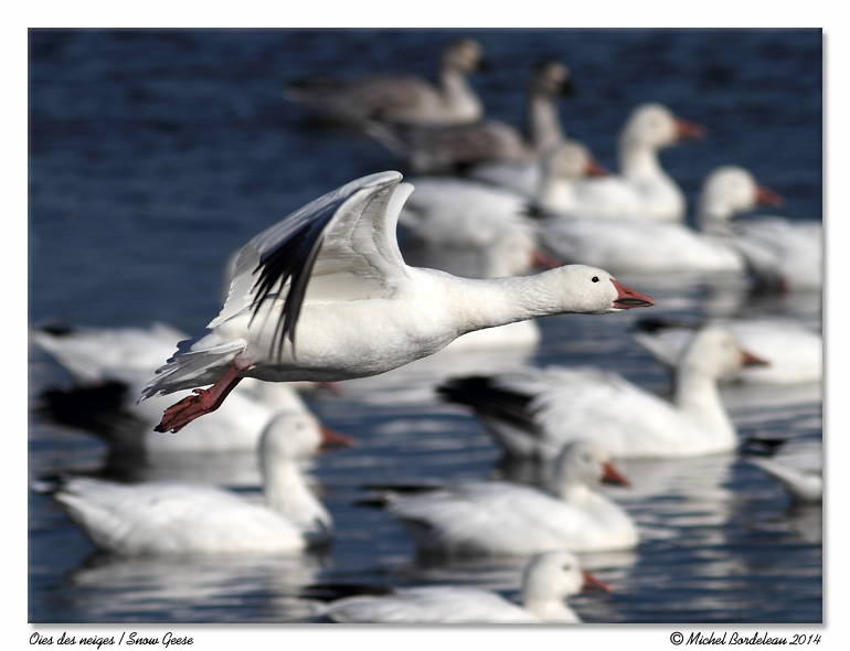 Oies des neiges<br>Snow Geese