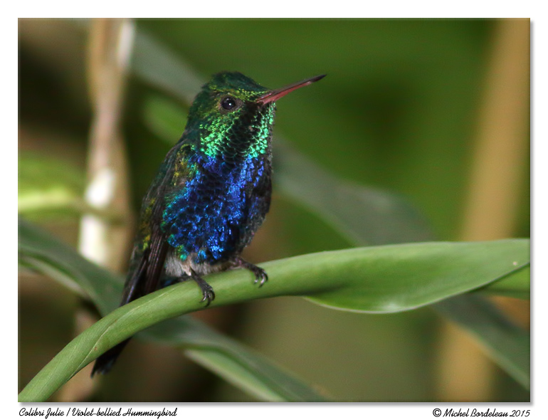 Colibri Julie<br/>Violet-bellied Hummingbird