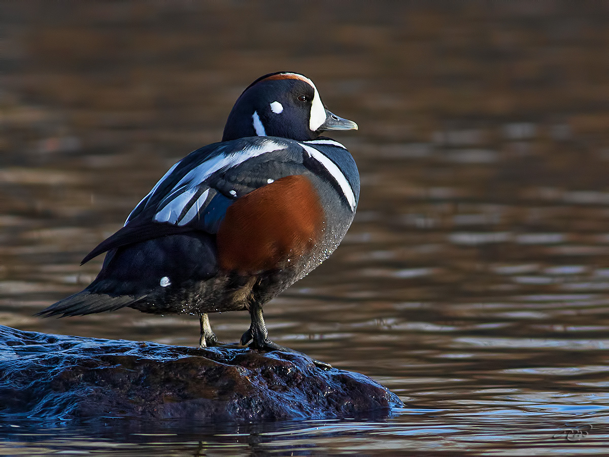 Arlequin plongeur<br/>Arlequin Duck