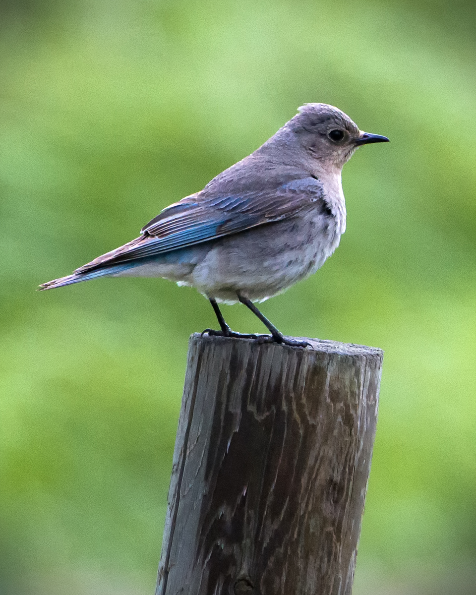 _DSC2349pb.jpg  The Female Bluebird