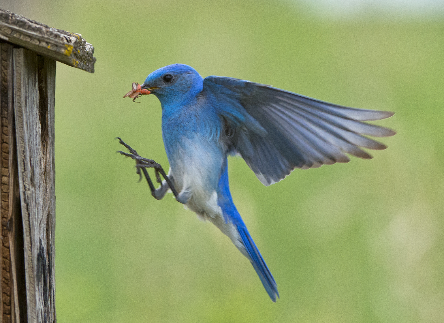_DSC2579pb.jpg  Just Love The Blues