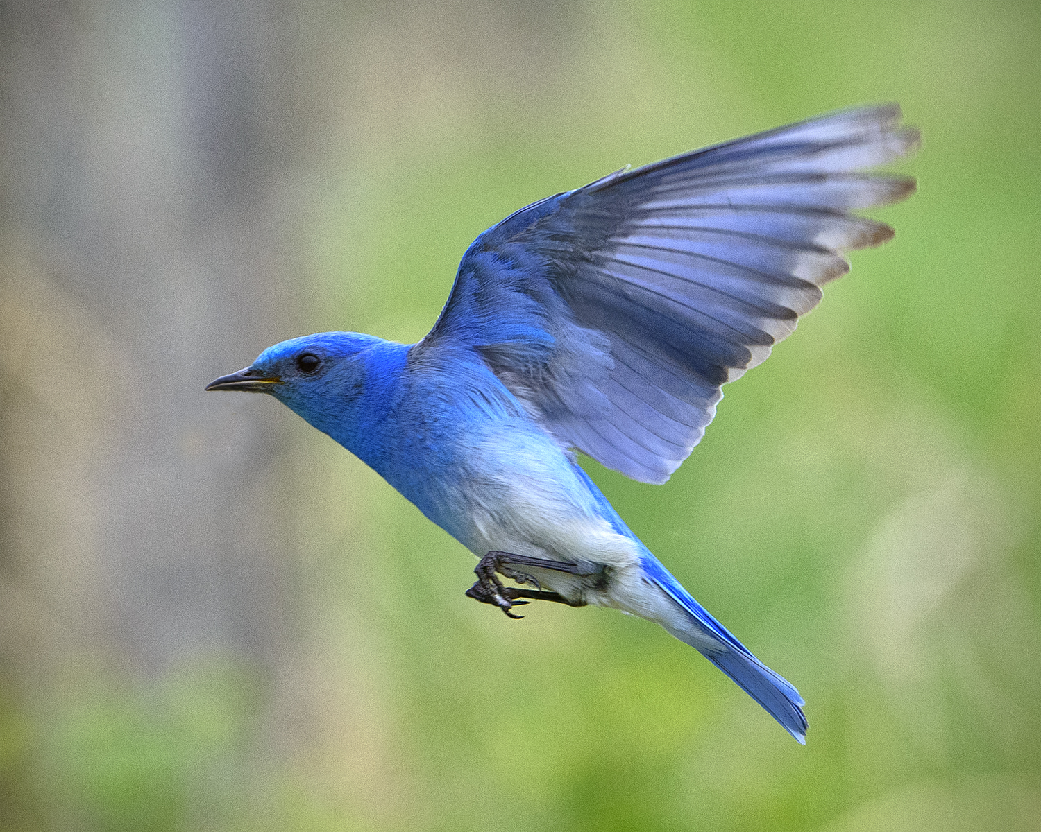 _DSC2517pb.jpg  In Flight