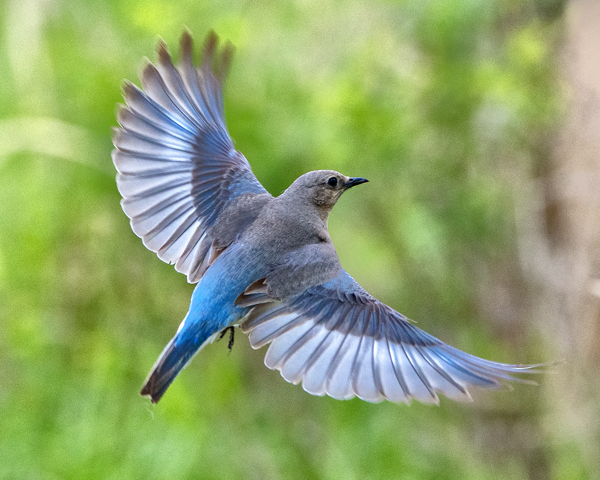 _DSC2495.jpg The Female Mountain Bluebird