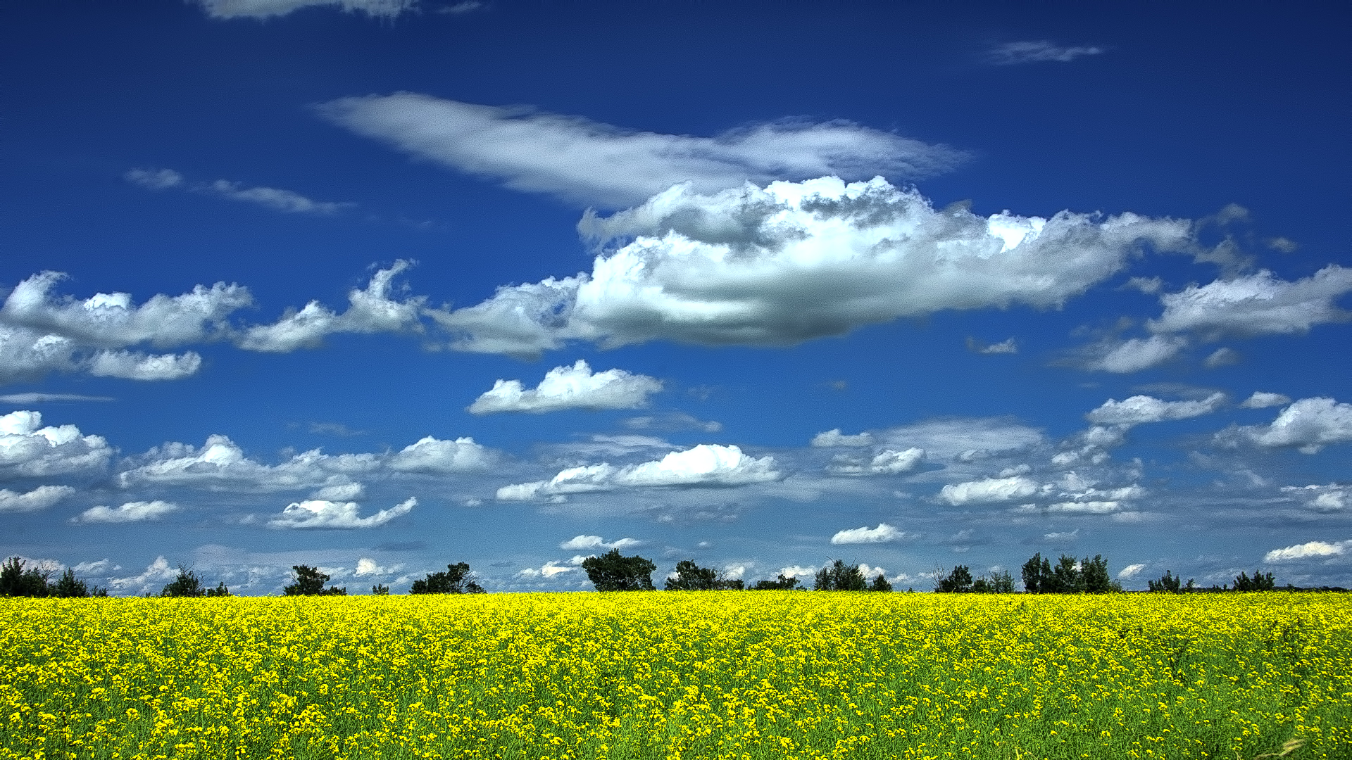 _SDP6286a.jpg Prairie Canola fields