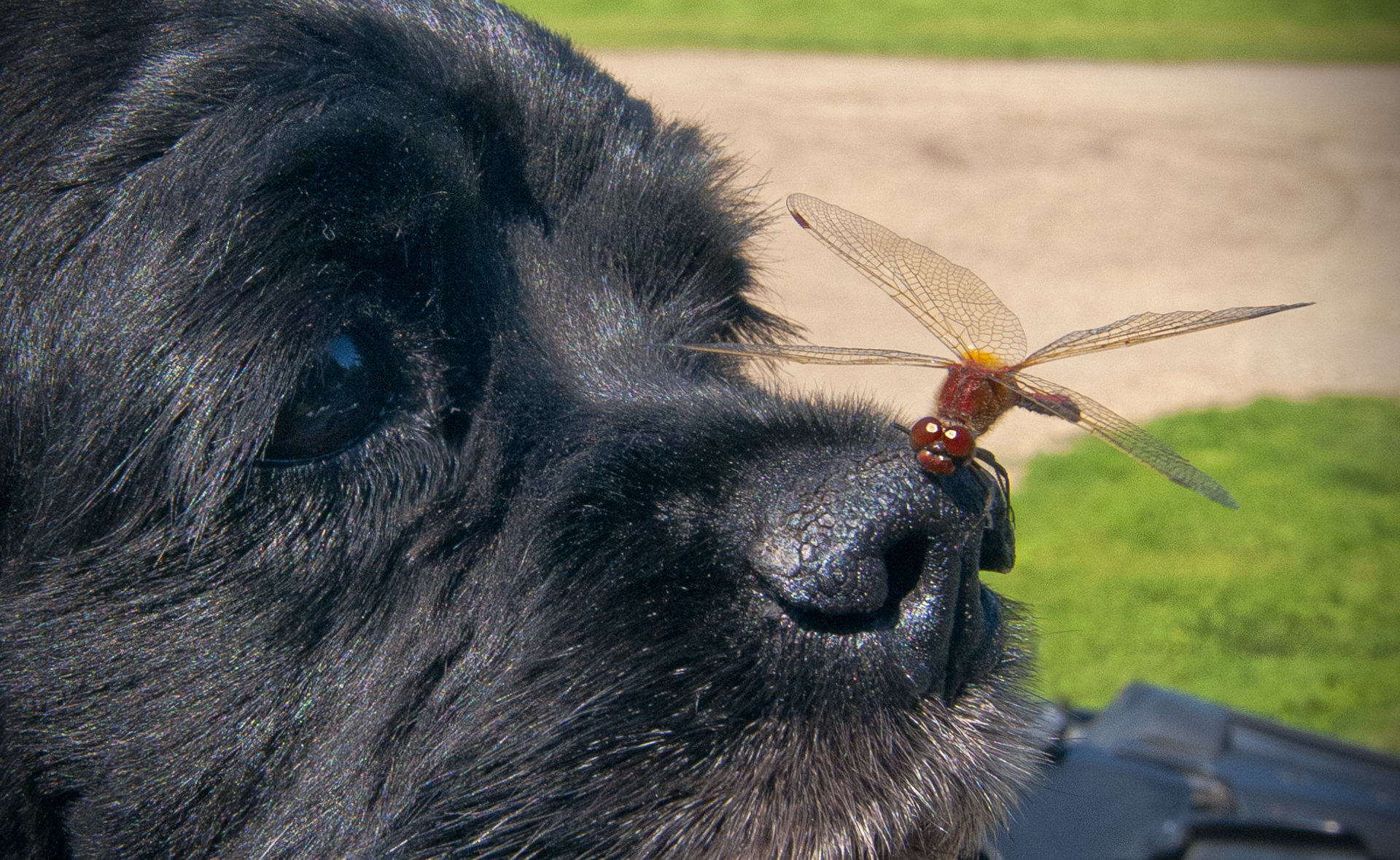 _DSC0418.jpg  The Dragon Fly