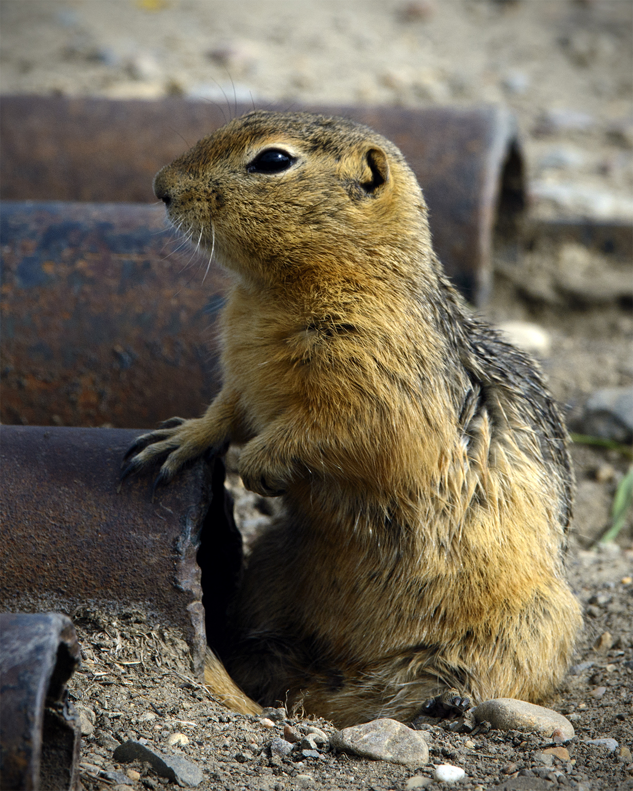 _DSC8280pb.jpg  Just A Gopher.... NOT