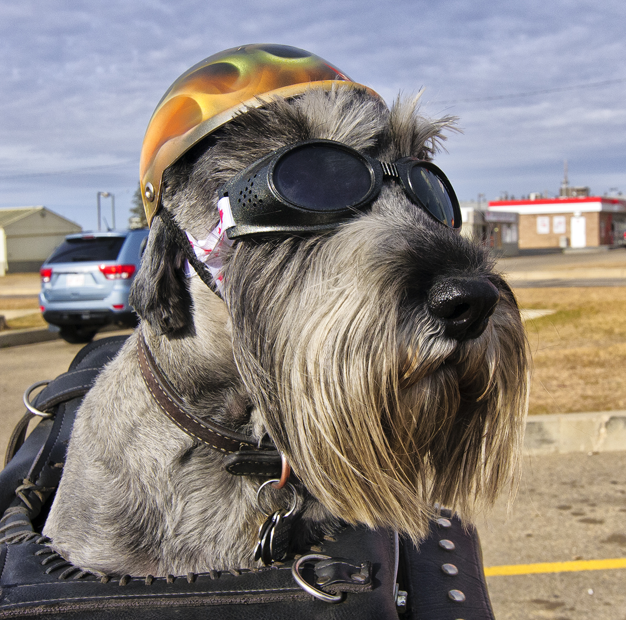 _DSC0714a.jpg  Biker Dog