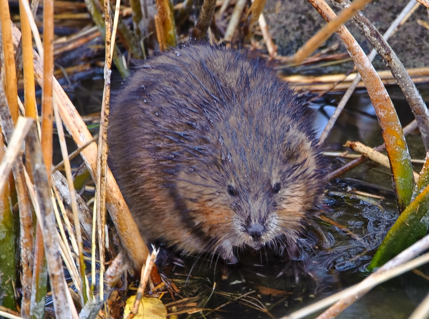 _SDP7540a.jpg  Nice Thick Coat Should Keep Him Warm This Winter