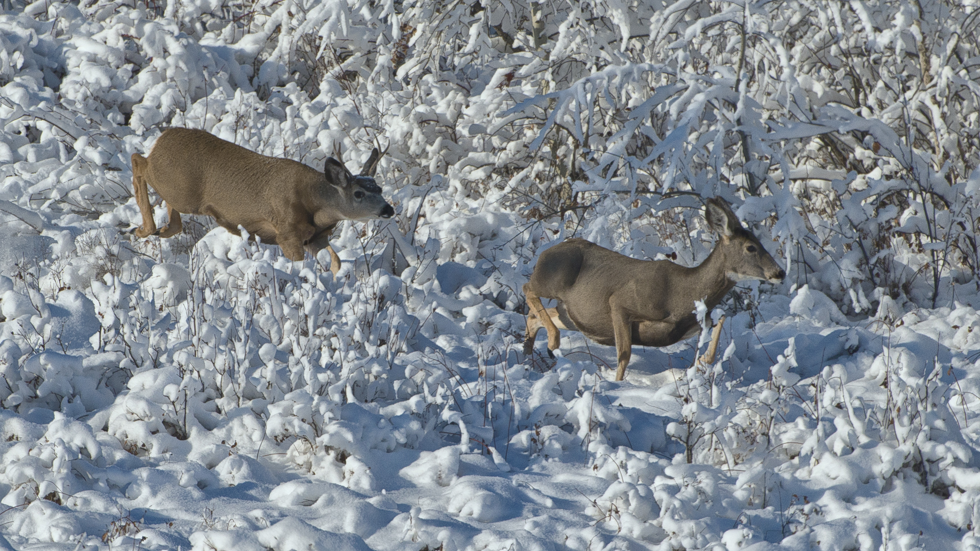 _DSC0596 copy.jpg     Buck in the Rutt