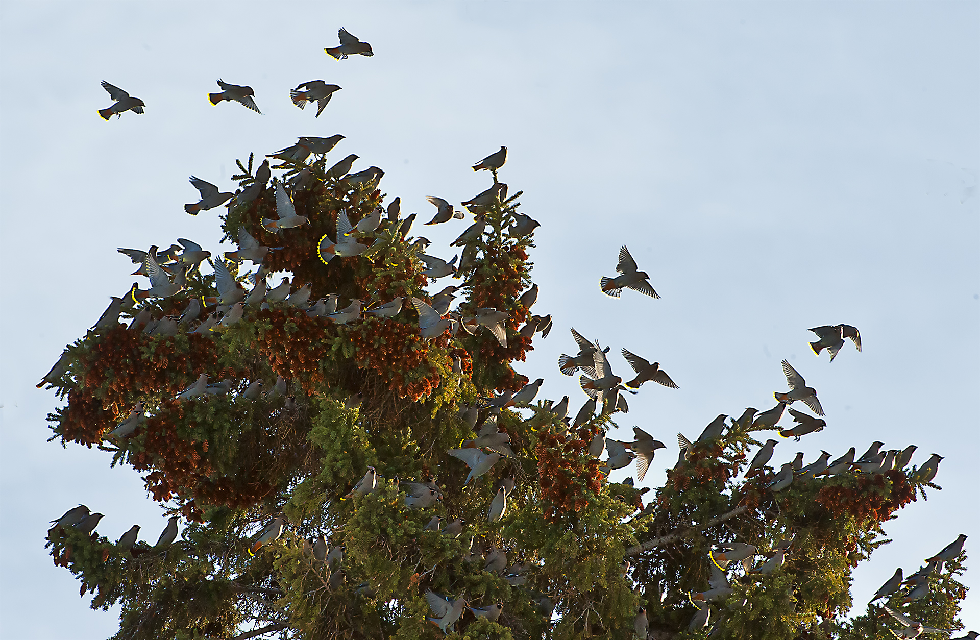 _GWW6133pb.jpg  Bohemian Waxwing