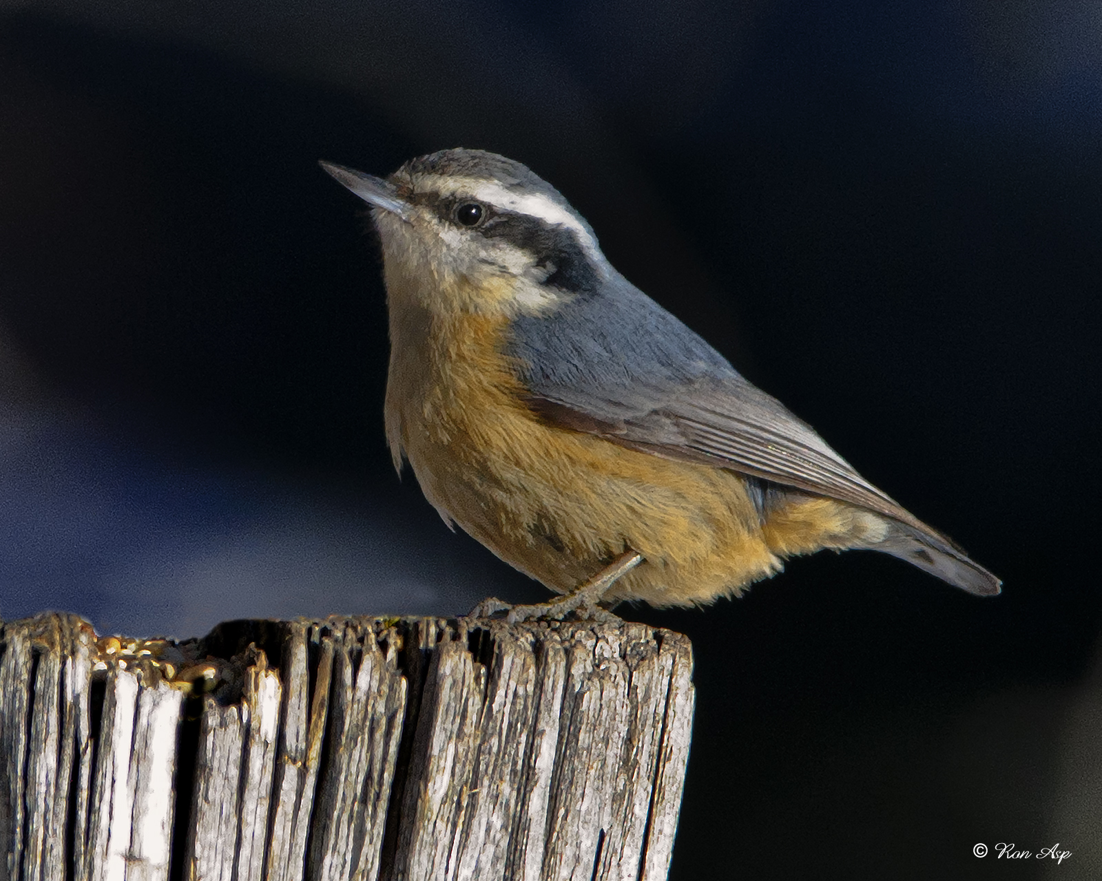 _DSC5162pb.jpg  Red-breasted Nuthatches 