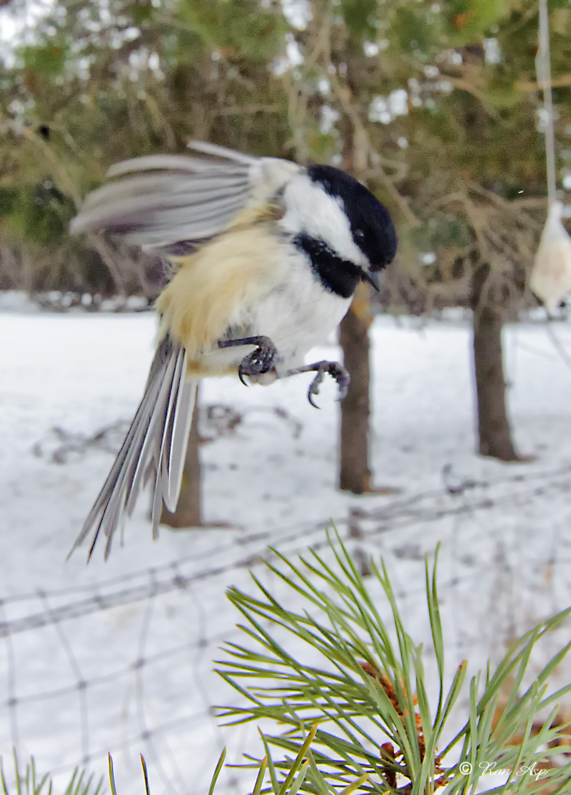 _GWW6346pb.jpg In for the Landing