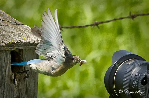 _DSC0016pb.jpg Keeping the Home clean