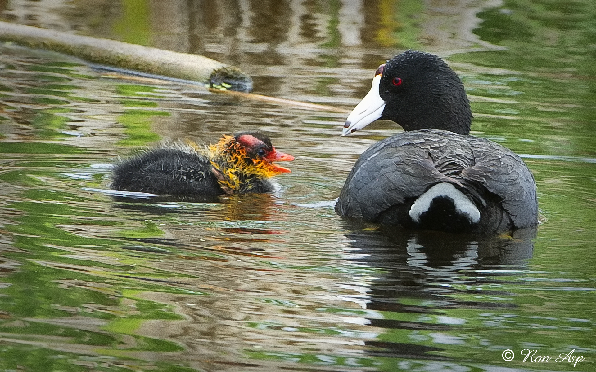 _DSC0193.jpg The American Coot