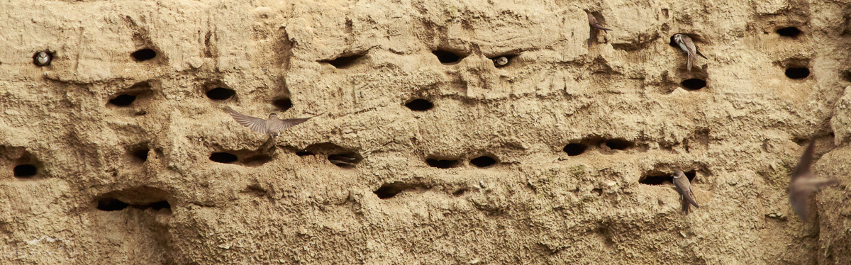 Sand martin (Riparia riparia) colony