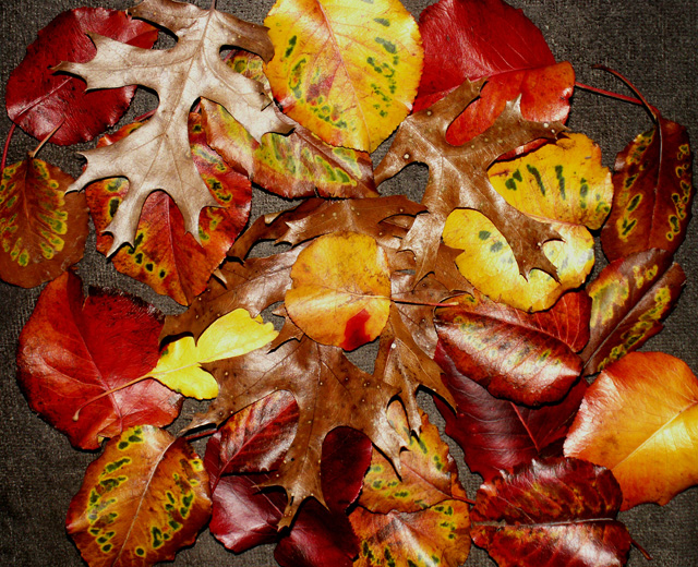 1-13-2015  Leaf  Litter.jpg