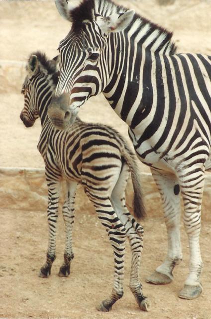 8-91 Zebra Mare and Foal.JPG