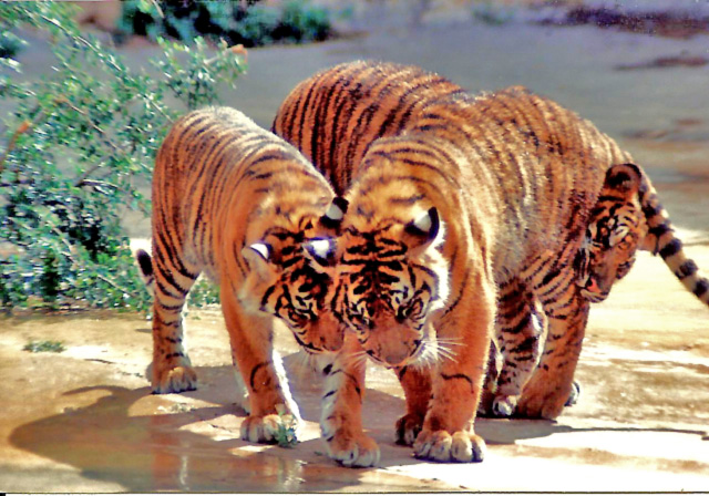 5-91 Sumatran Tiger Cub Crowd   .jpg