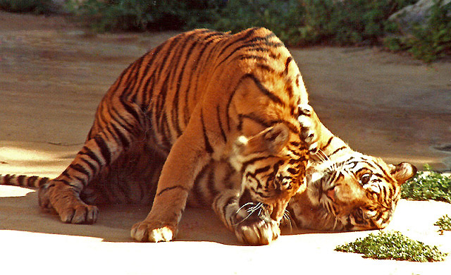 9-91 Two Male Cubs One Year Old