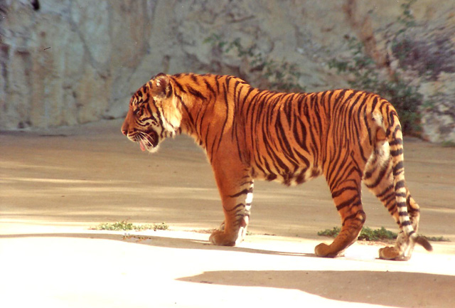 9-91 Sumatran Tiger Male 1 Year Old