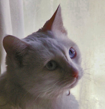 1-21-2016 White Cat with Blue Eyes crop.
