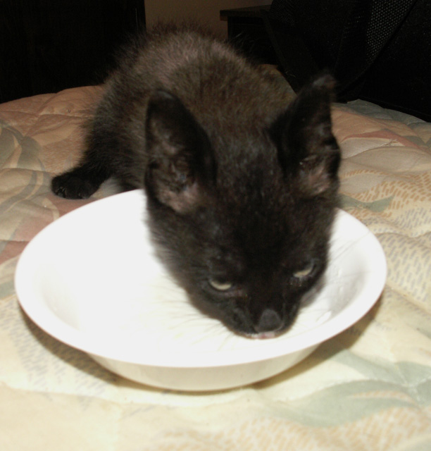 6-4-2016 Rescued Kitten 2.