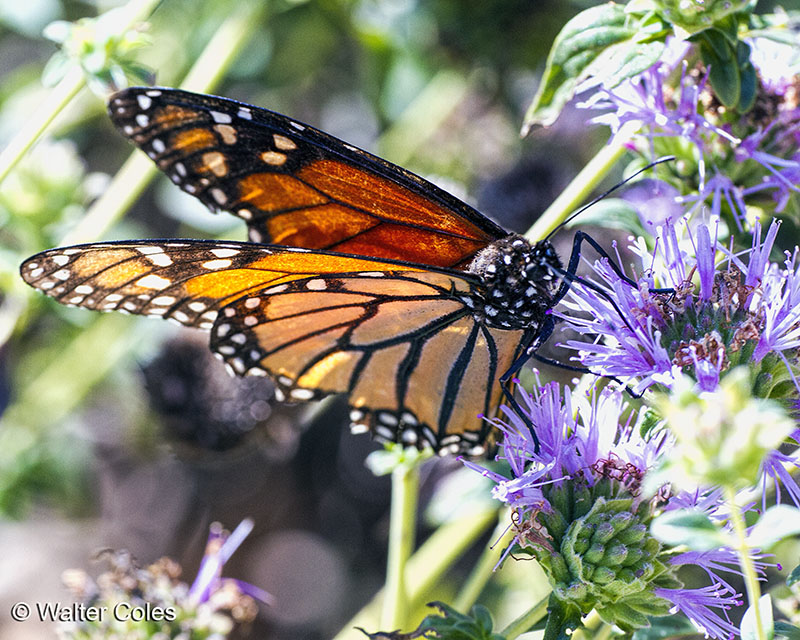 Shipley Nature Center Butterfly 9-30-13 (5).jpg
