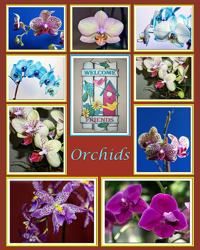 Poster Orchids 16X20 Pantone 484C.jpg