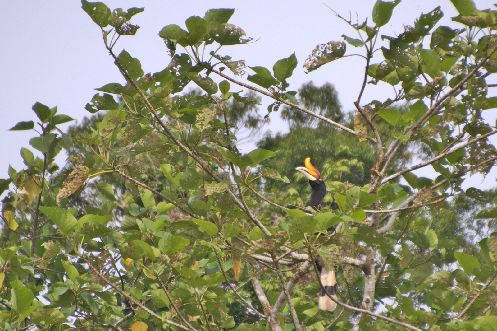 Rhinoceros Hornbill
