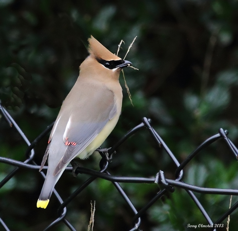 5-22-2013 Cedar Waxwing with nesting material_7808red_filtered.jpg