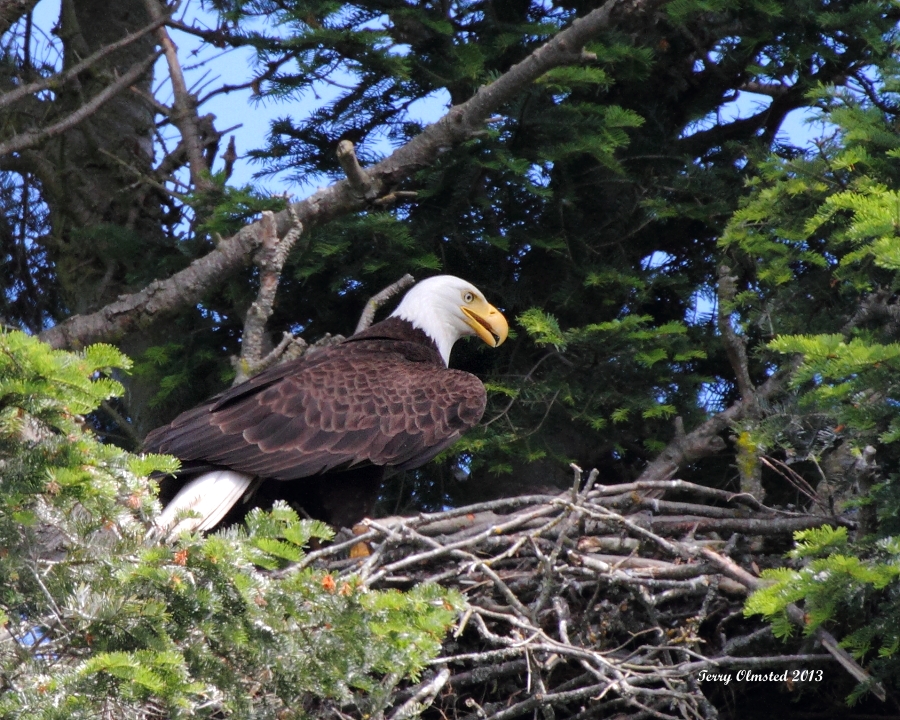 6-22-2013 Dad arrives at the nest_1228.JPG