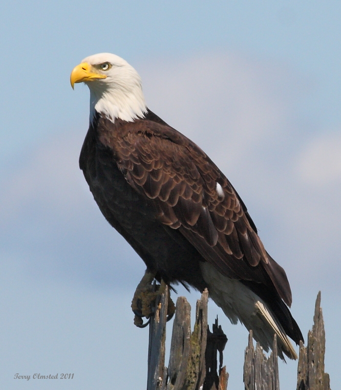 7-9-2011 bald eagle smith is_9372.JPG