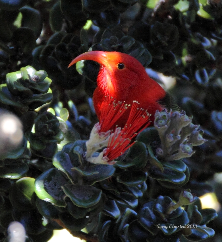 12-3-2013 Iiwi Hosmers Grove Haleakala_6959.JPG