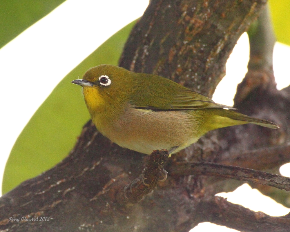 12-2-2013 Japanese White eye Wailea