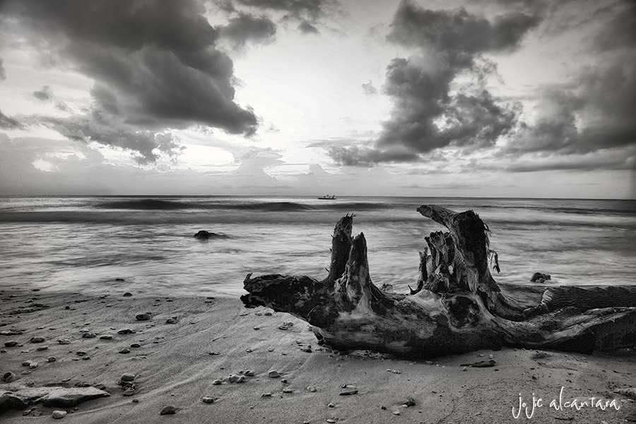 Driftwood