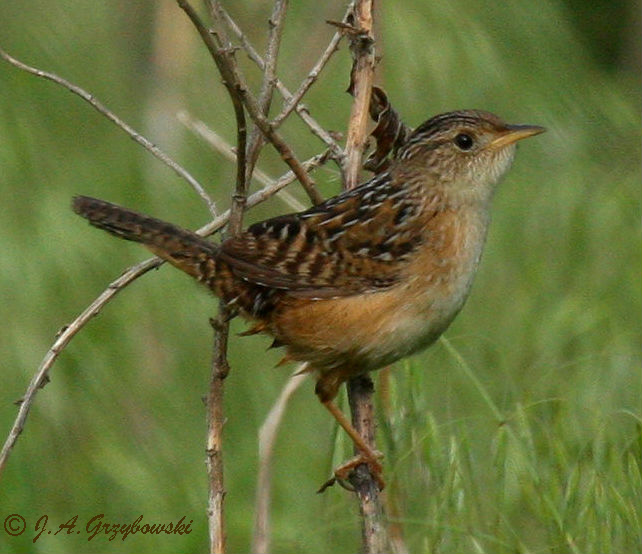 Sedge Wren