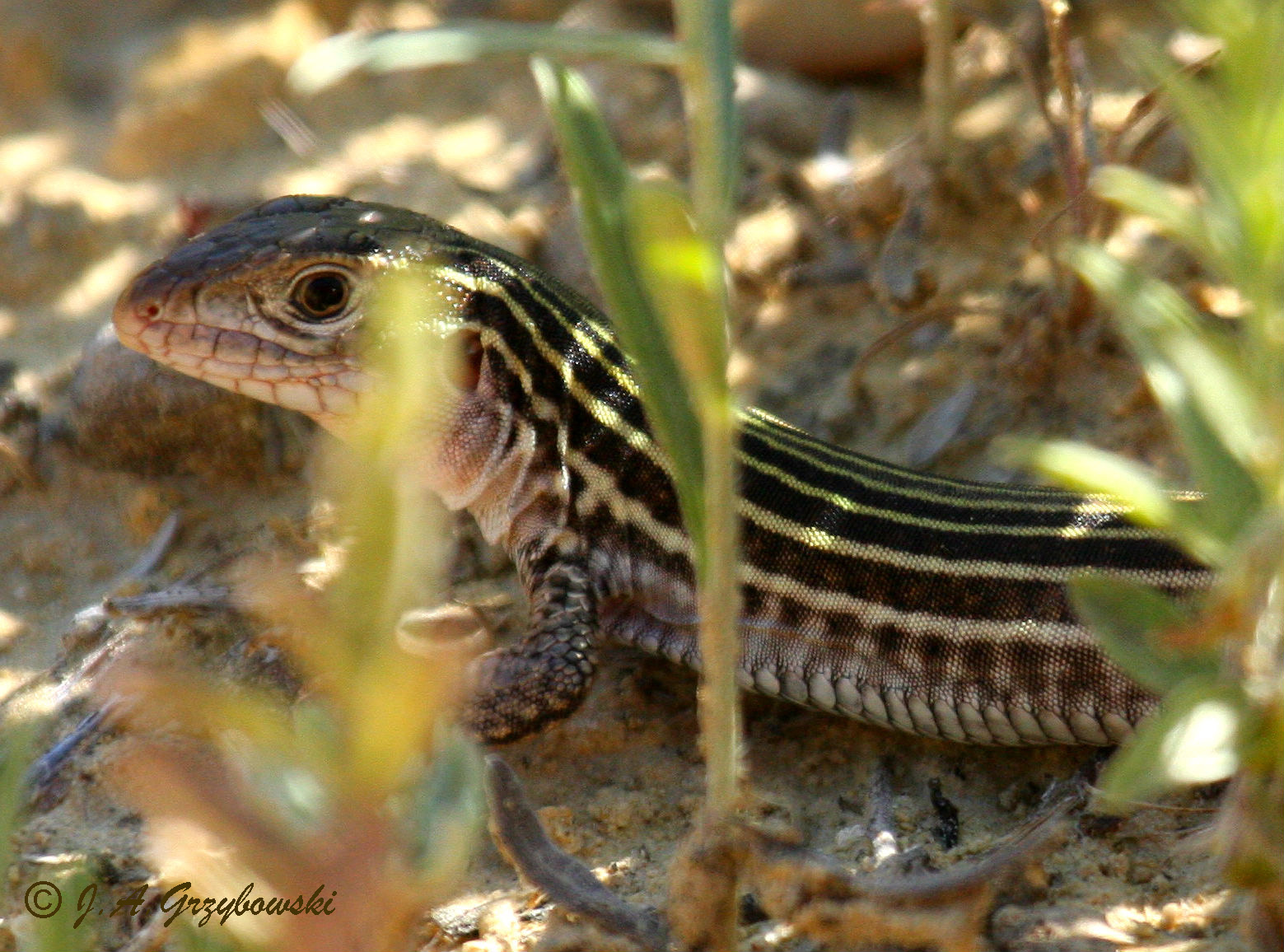 Texas Spotted Whiptail (Aspidoscelis g. gularis)