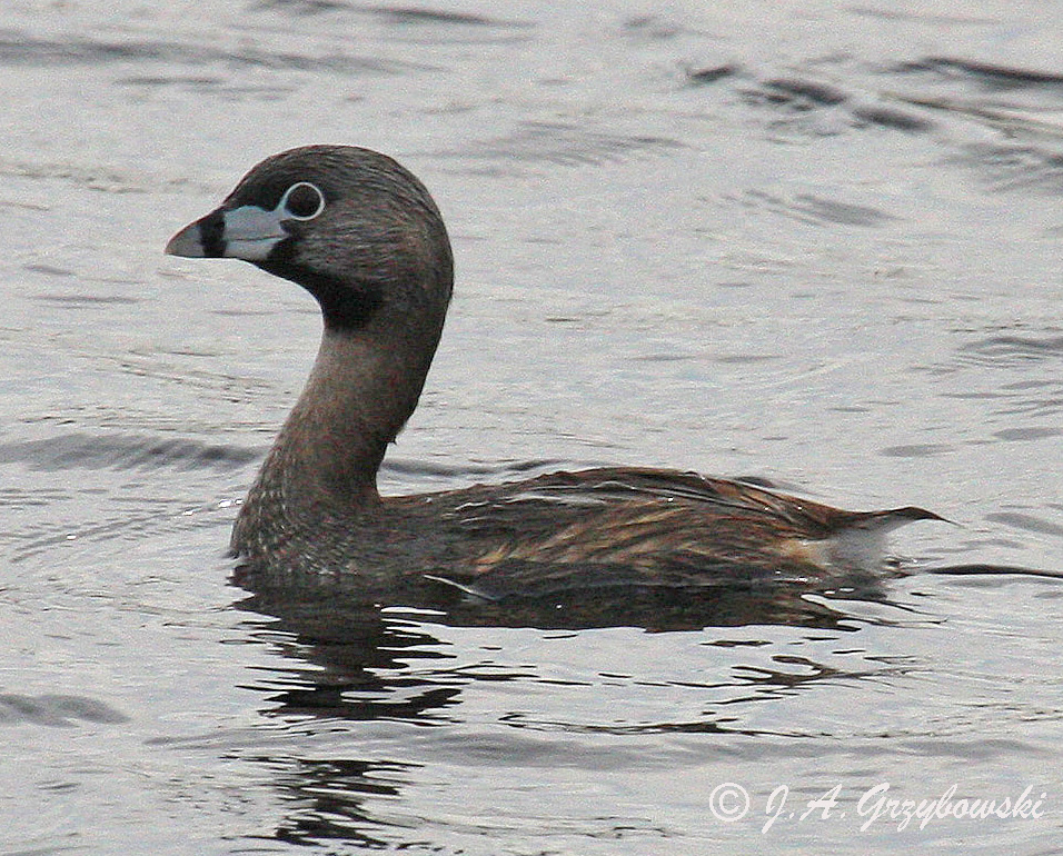 Pied-billed Grebe