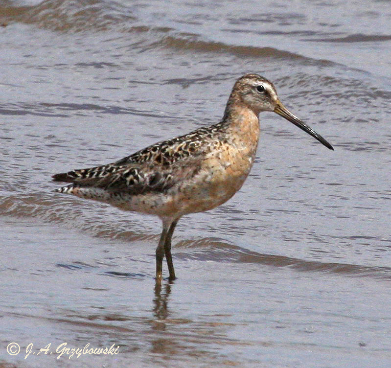 Short-billed Dowitcher (hendersoni)