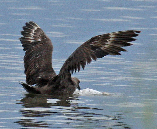 skua in Oklahoma