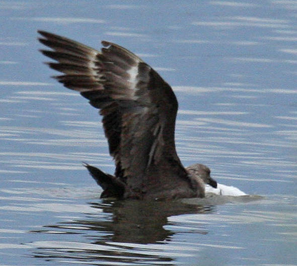 skua in Oklahoma