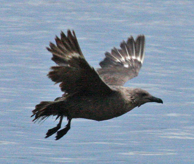 skua in Oklahoma