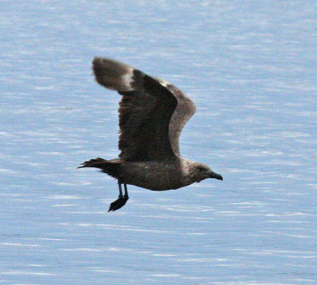 skua in Oklahoma