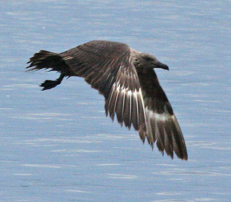 skua in Oklahoma