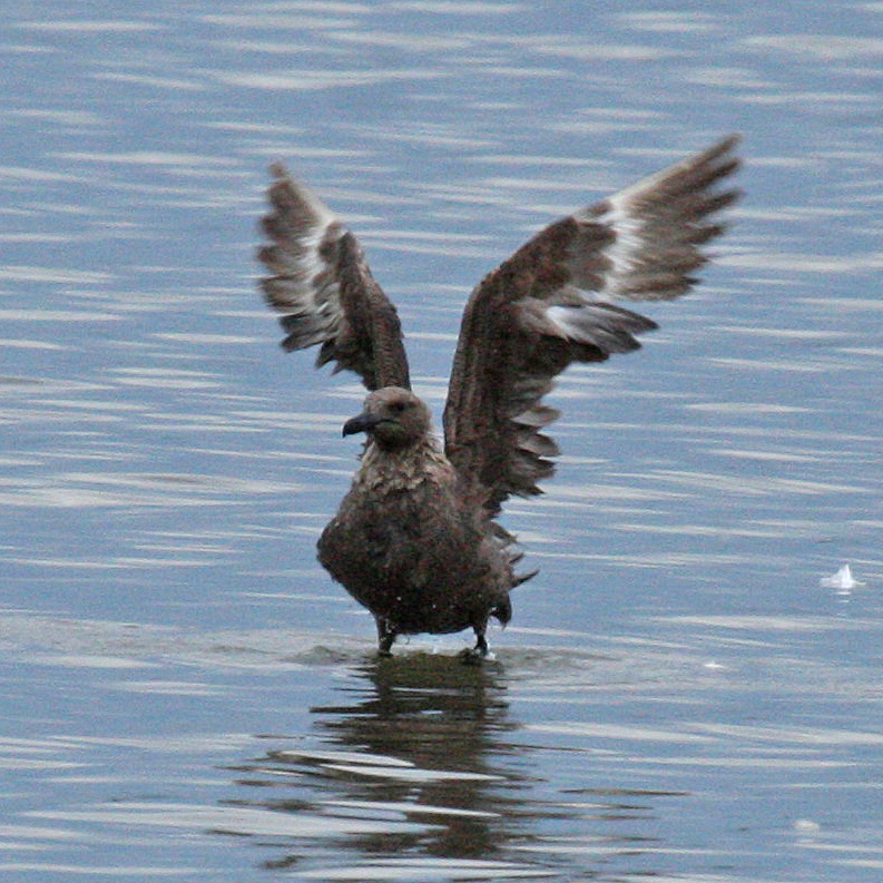 skua in Oklahoma