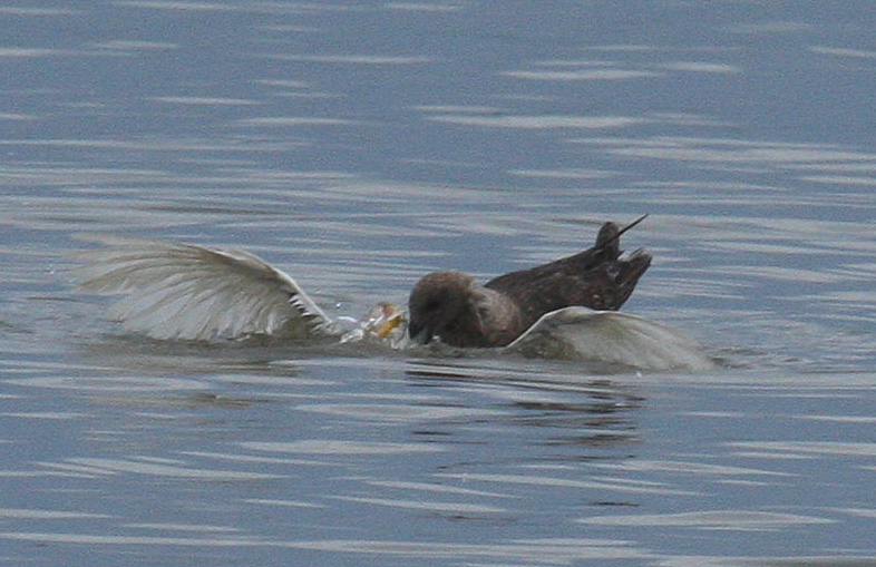 skua on Cattle Egret