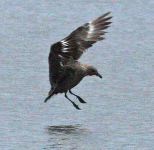 skua in Oklahoma